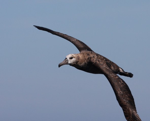 Black-fotted Albatross